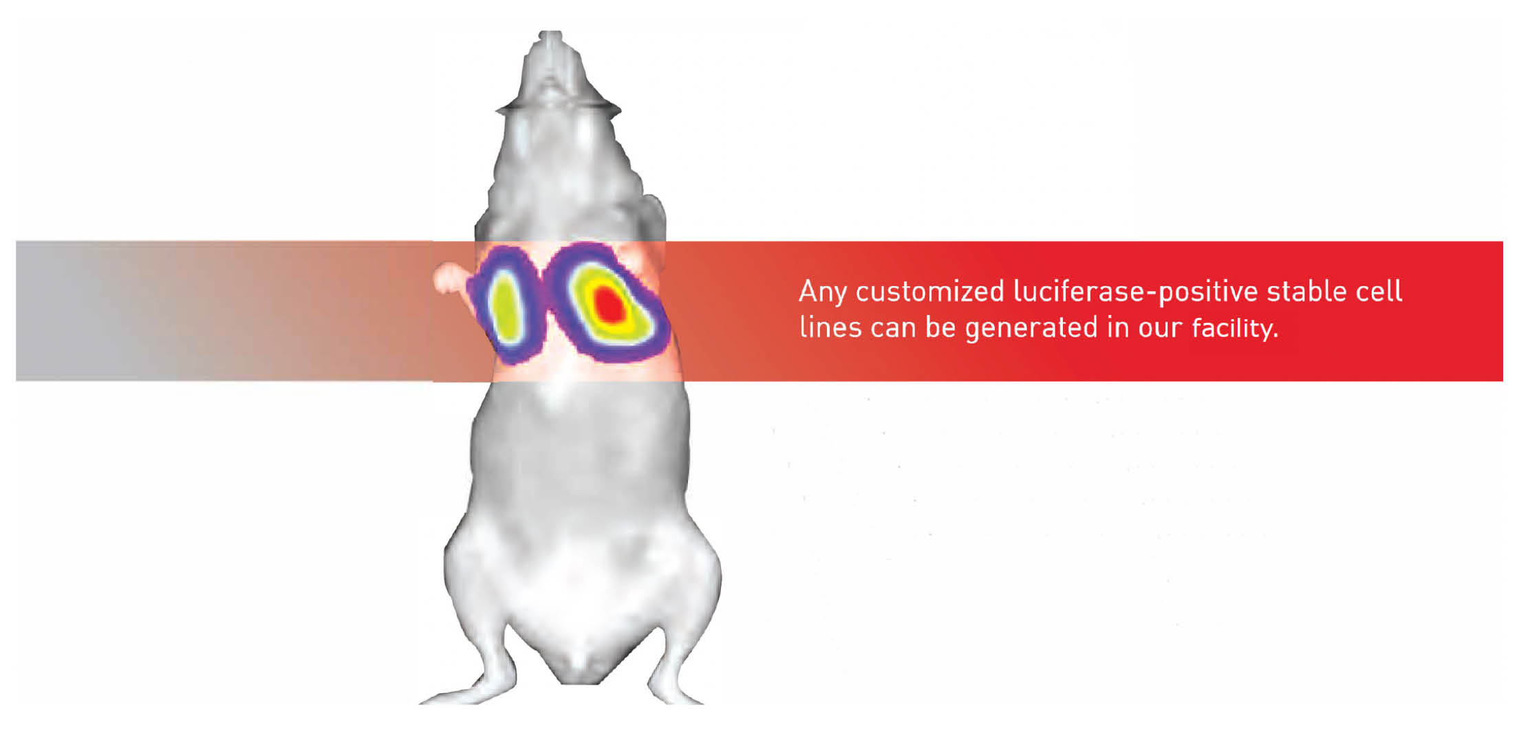 Bioluminescence Imaging