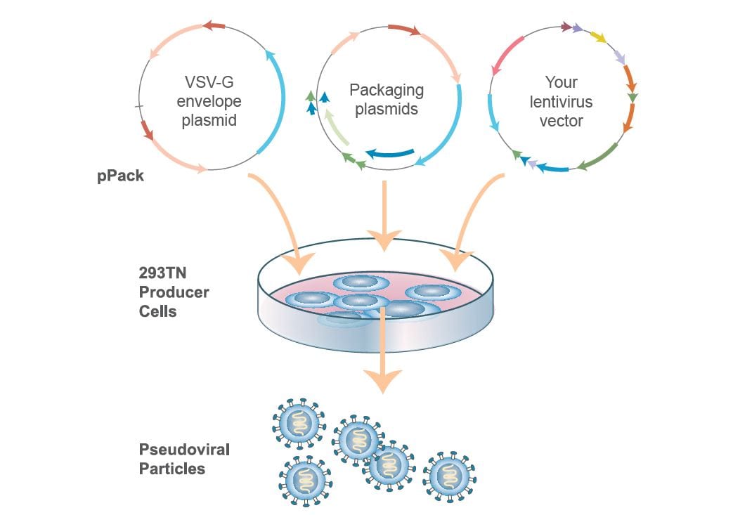 Lentivirus Production ProMab