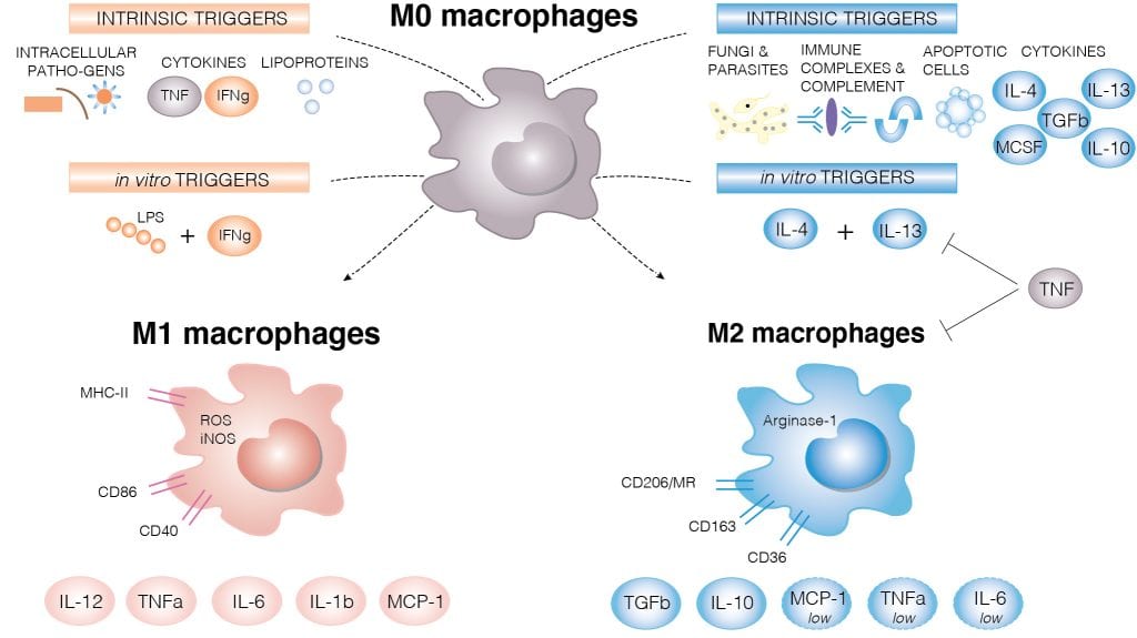 macrophage activation m1 m2