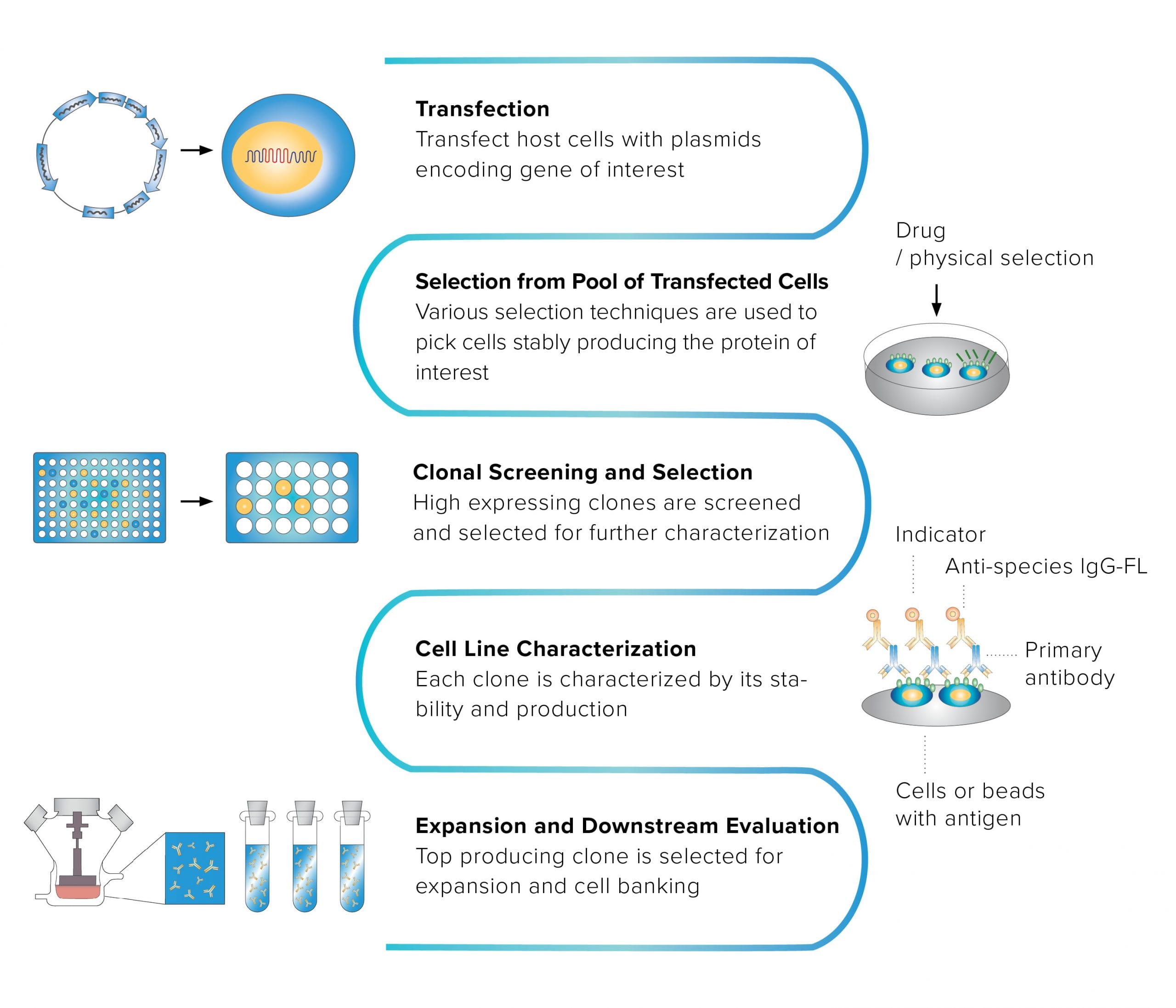 What Is Cell Line Engineering at Marilyn Roslyn blog