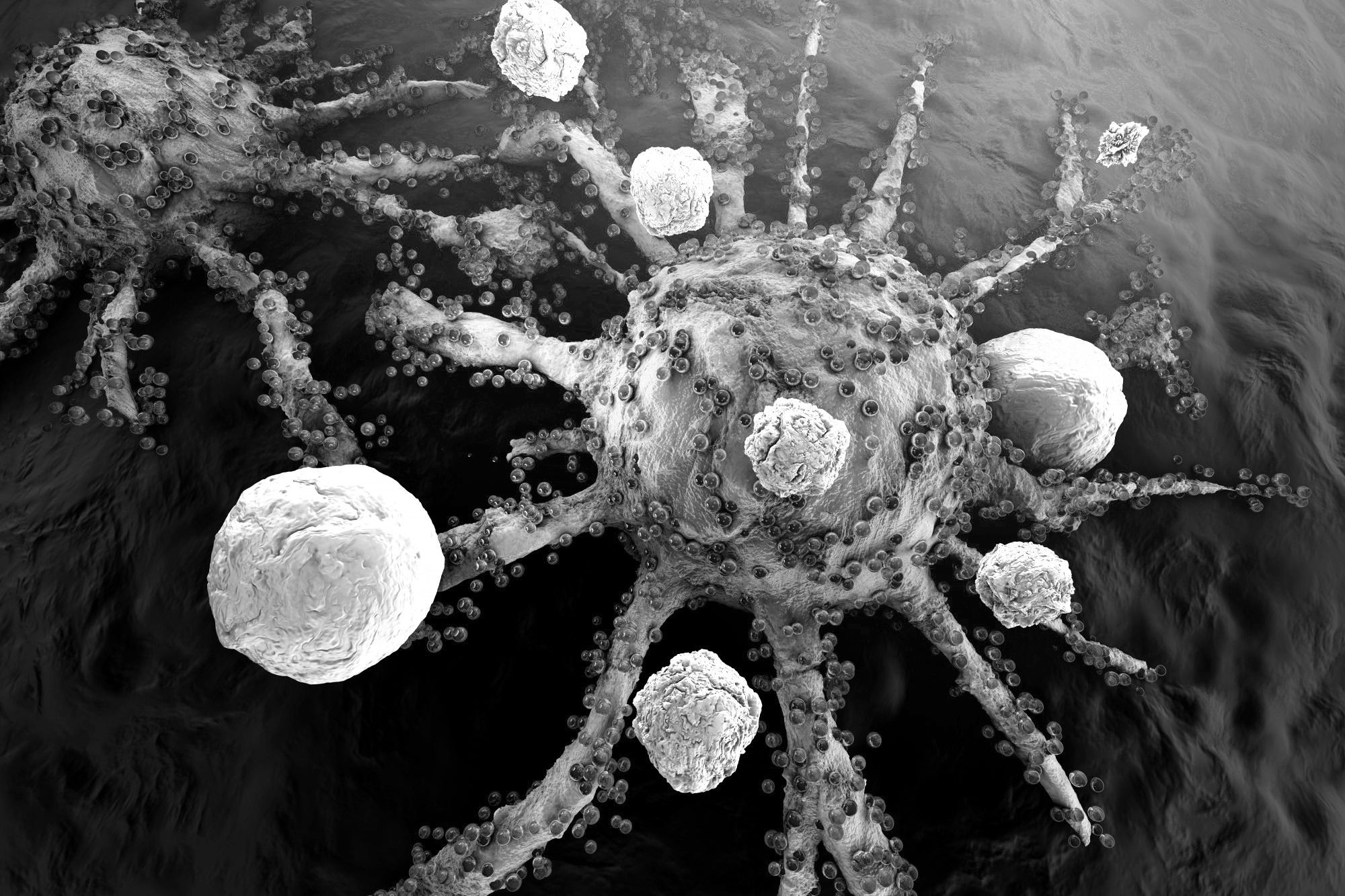 Custom CAR-Macrophage Cell Development | ProMab